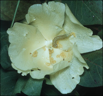 Bollworm larva with frass in bloom