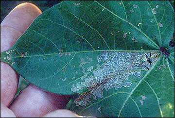 Beet armyworm feeding damage