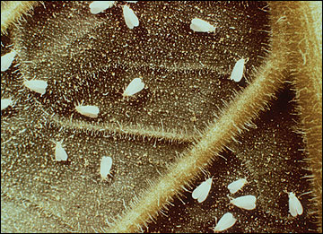 Whitefly adults