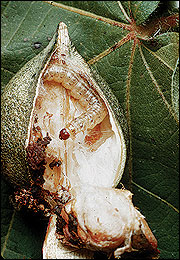 European corn borer larva and boll damage