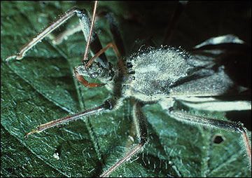 Assassin bug