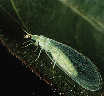 Green lacewing