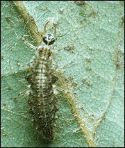 Lacewing larva