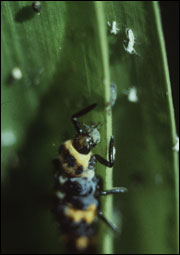 Ladybird beetl larva