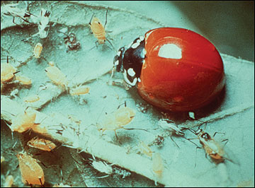 Ladybird beetle attacking aphids