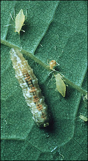 Syrphid larva attacking aphids