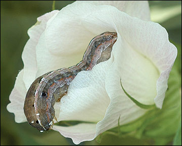 Parasitized yellowstriped armyworm