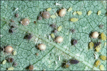 Mummified aphids