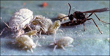 Wasp parasitoid of cotton aphids