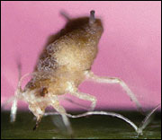 Neozygites fresenii-infected aphid