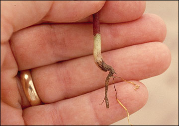 Rotten areas on roots