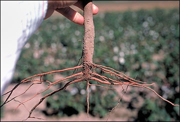 Shallow lateral roots