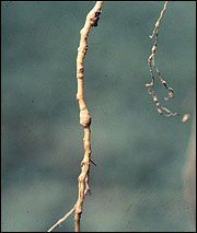 Galls on cotton roots