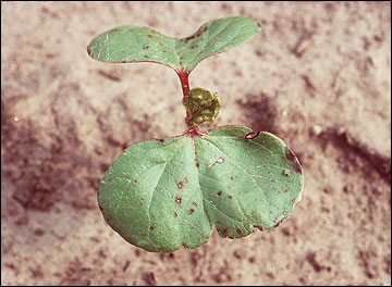 Ascochyta blight