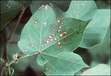 Ascochyta leaf spot