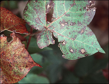 Leasions on leaves