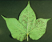 Lesions on leaves