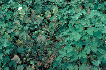 Premature defoliation