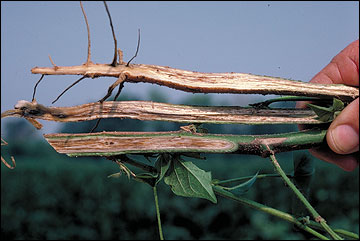 Brown streaks visible inside cotton stems