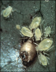 The aphid's body, which mummifies