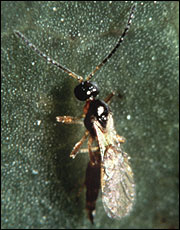 Aphidius wasp