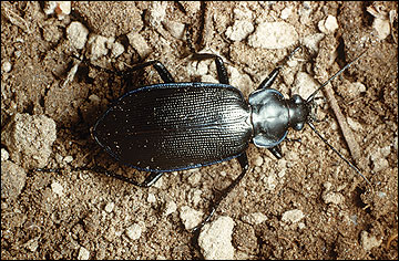 Ground beetles