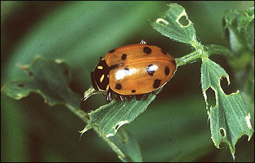 Lady beetle adult