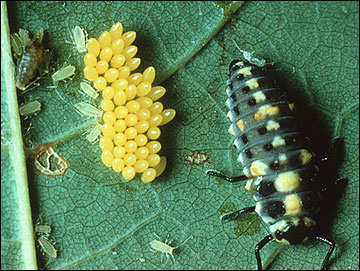 Lady beetle larva and eggs.