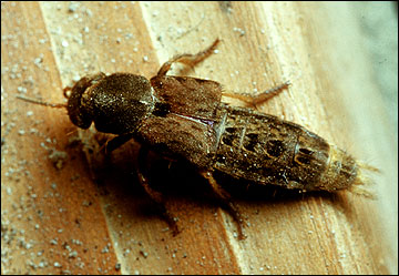 Adult rove beetle.