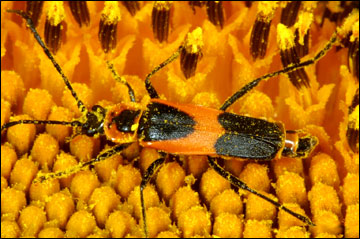 Soldier beetle