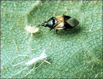 Minute pirate bug feeding on aphid