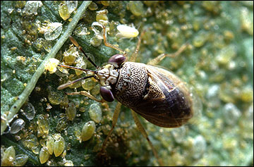 Bigeyed bug feeding on aphid