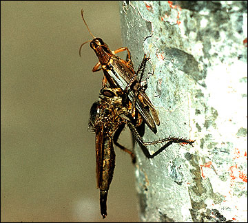 Robber fly