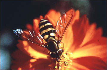 Flower fly