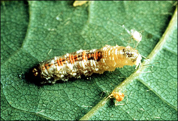 Flower fly larva