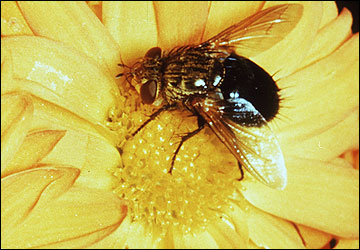 Tachinid fly