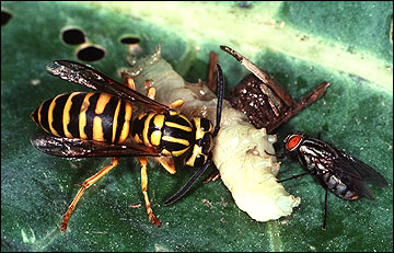 Predatory wasp