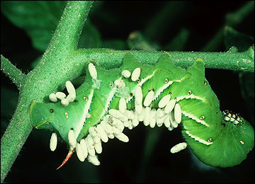 Cocoons of a parasitic wasp