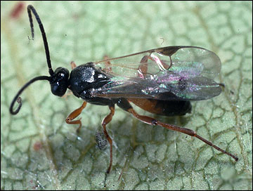 Braconid wasp