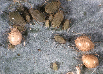 Swollen tan mummies of parasitized aphids