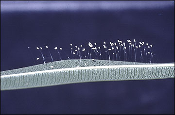 Lacewing eggs.