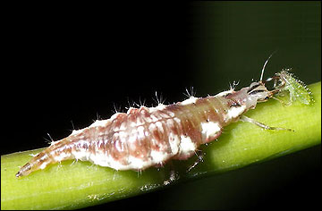 Lacewing larva