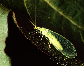 Adult green lacewing