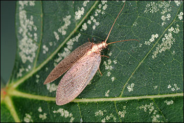 Brown lacewing