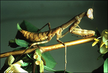 Praying mantid nymph