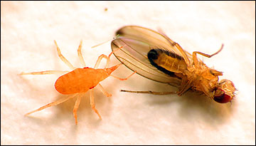 Predatory mite with fly prey