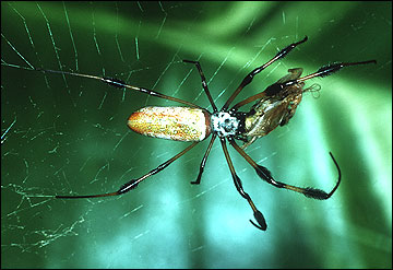 Garden spider