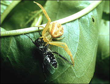 Crab spider with captured flower fly