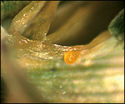 Sporodochium of Gloeocercospora sorghi