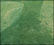Large brown patch of zoysia-grass